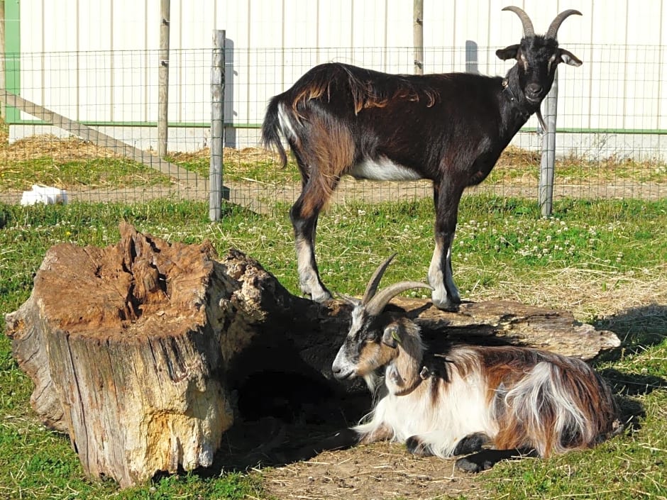 Chambre d'hôtes Le Pot au Lait