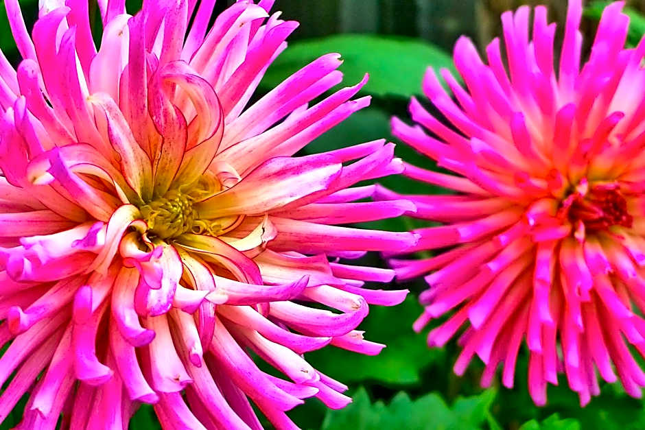 Glenalvon Lodge Motel