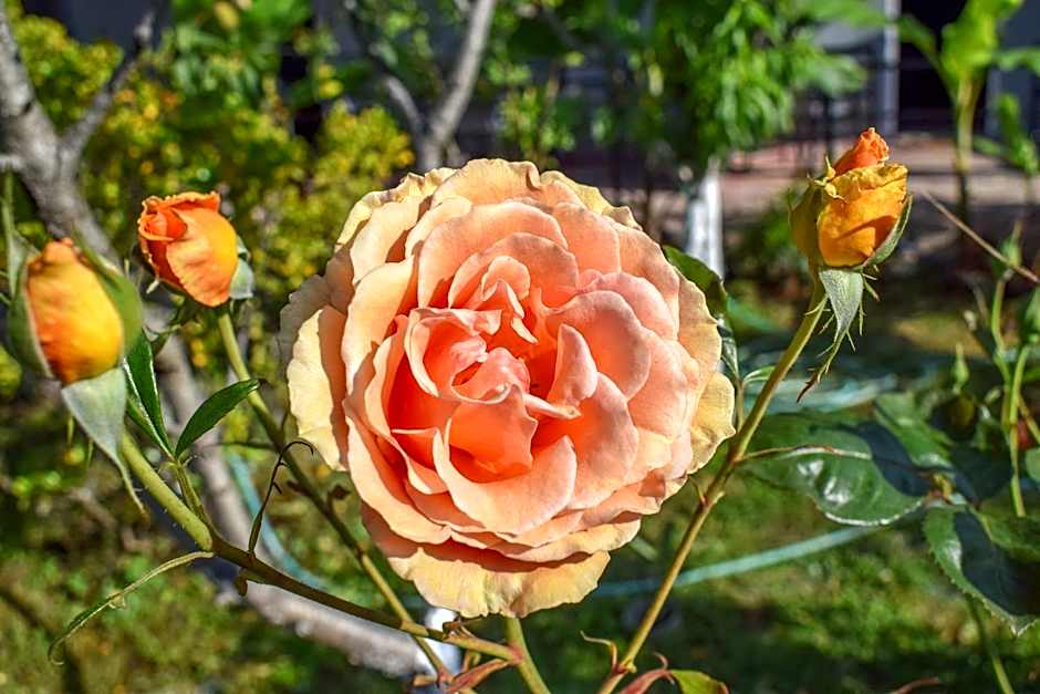 Rose Garden Apartments