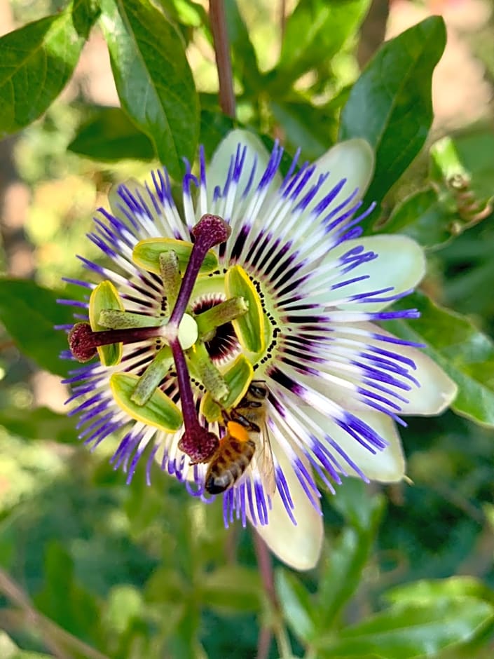 Polonezköy Country Club