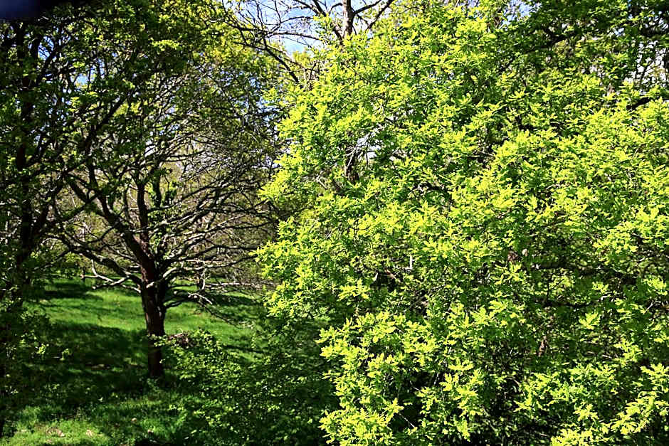 Aux Arbres Chanteurs