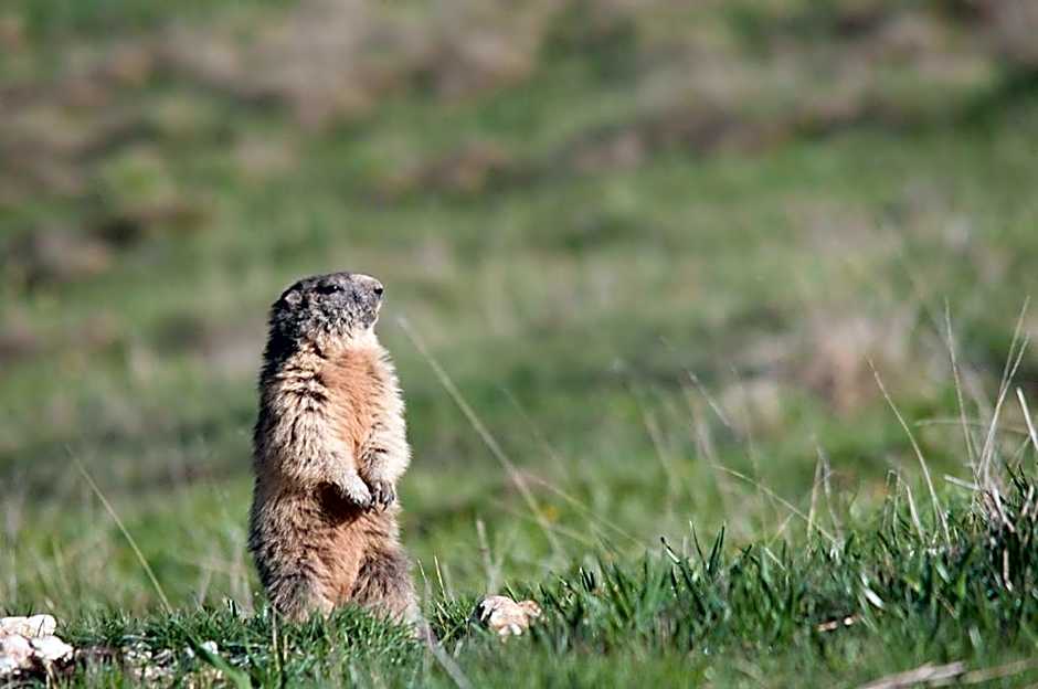 Al Pian Garnì - B&B & Pizza