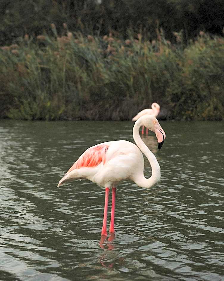 Mas de la Fouque - Hôtel & Spa