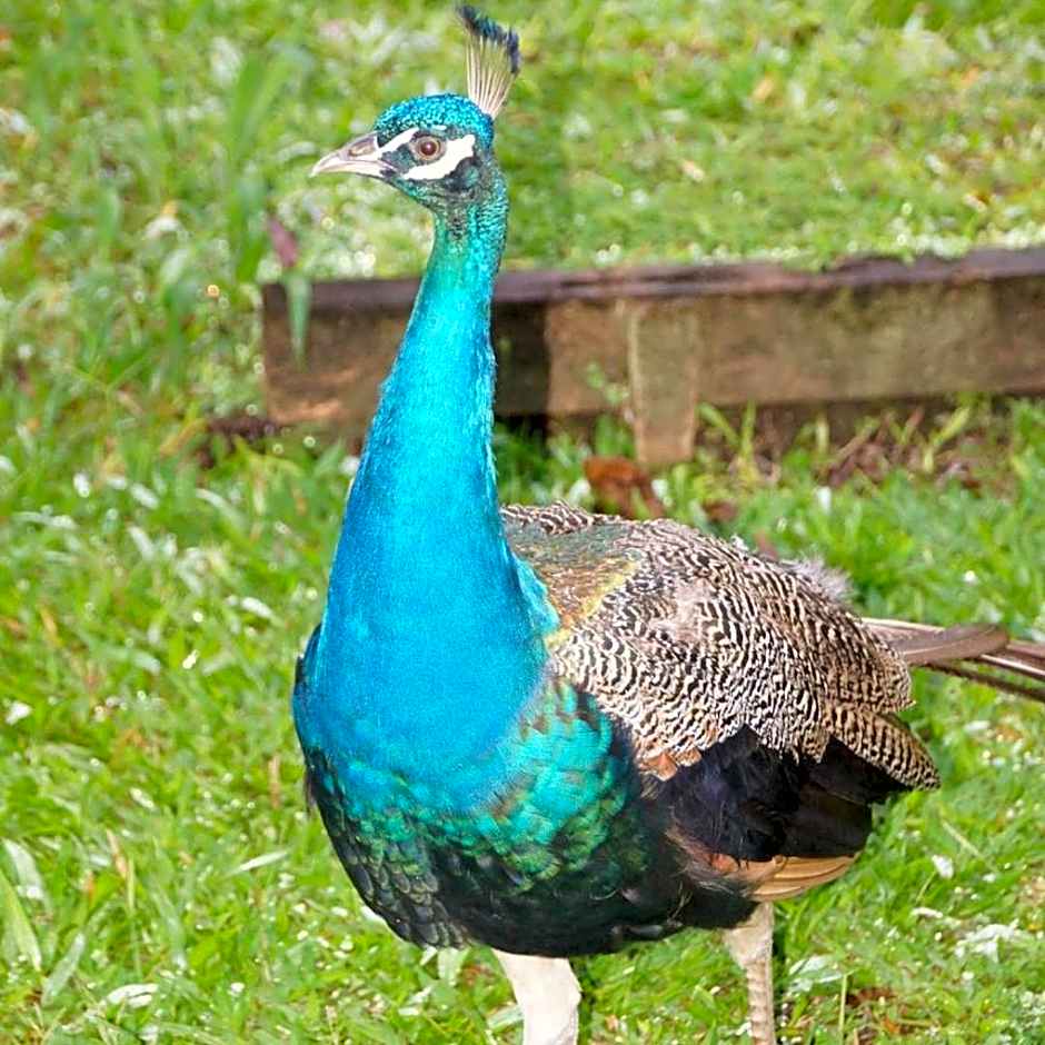 LE DOMAINE DE LA VALLEE