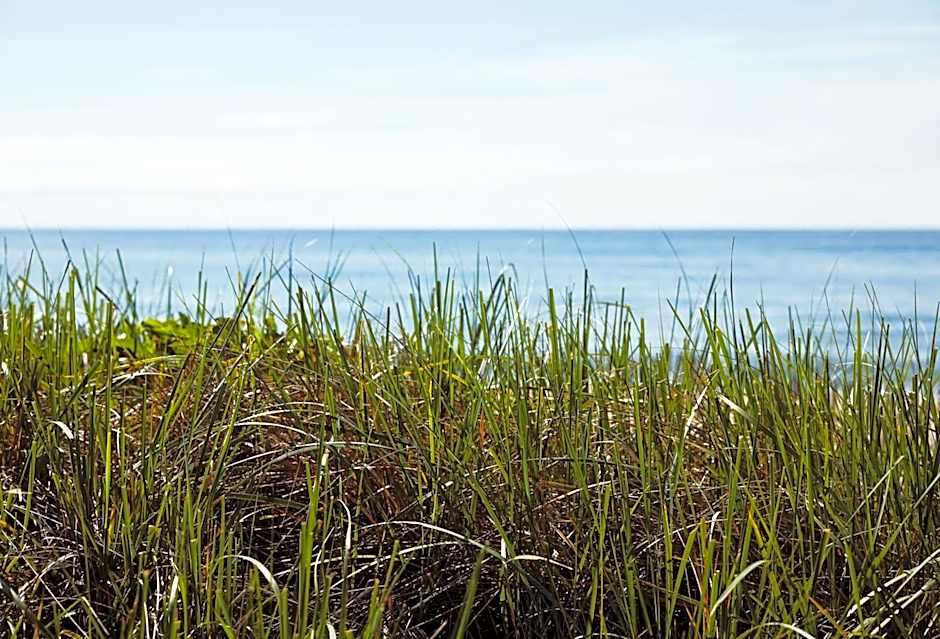 Marram