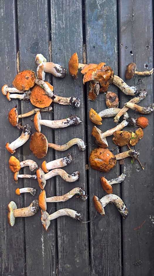 Osrodek Wypoczynkowy " BIESZCZADY"