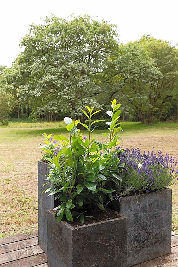 Bosvilla Kennemerduinen