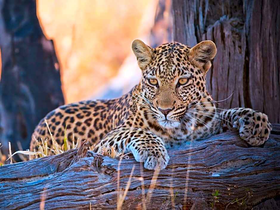 Imagine Africa Luxury Tented Camp