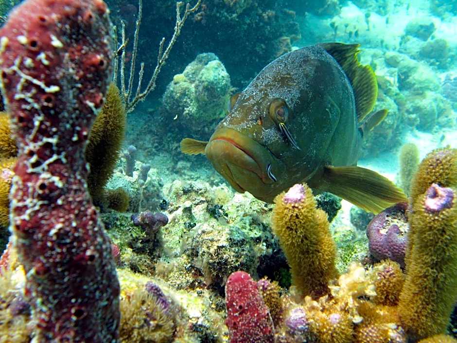 Windsong on the Reef