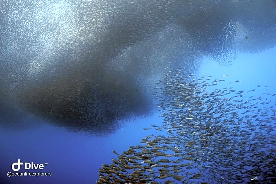 Oceanlife Explorers