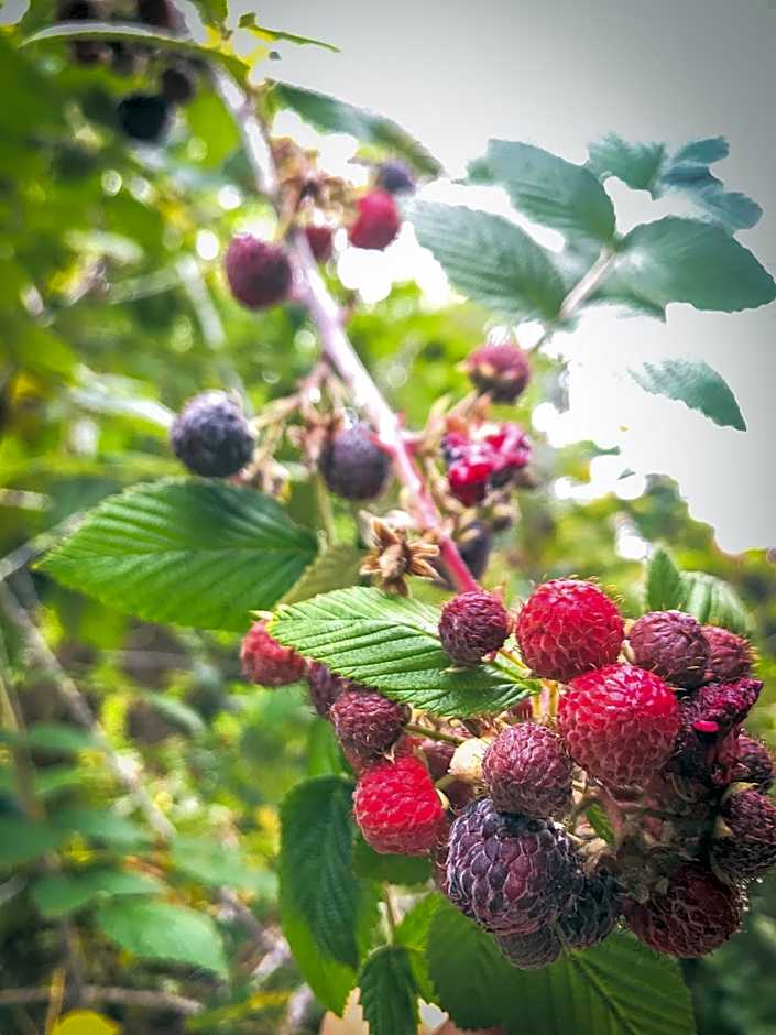 Pousada Quinta das Nascentes