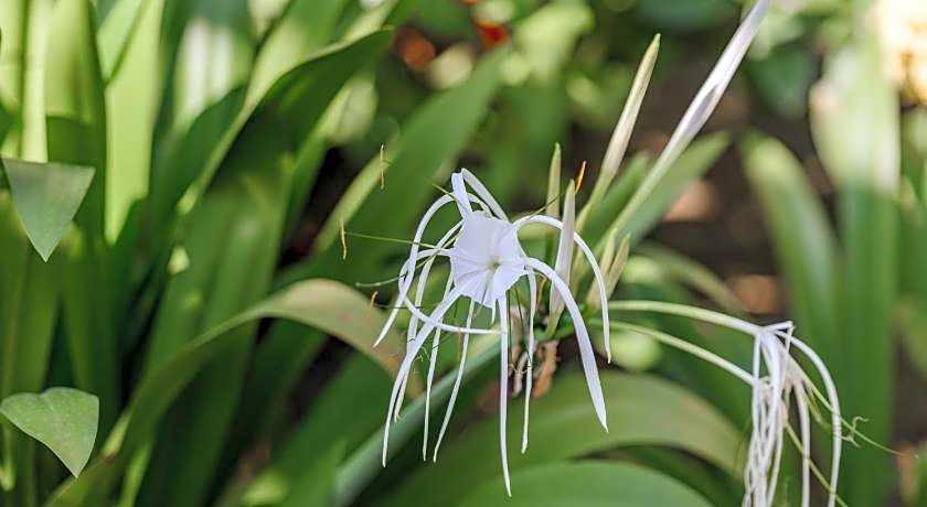 Phka Kravan Boutique