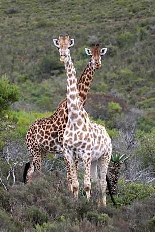 Garden Route Safari Camp