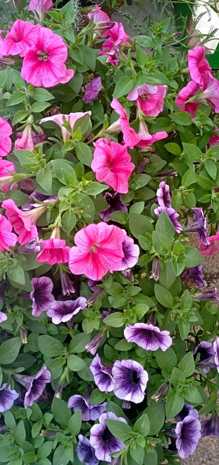 Adria Bella Locazione Turistica