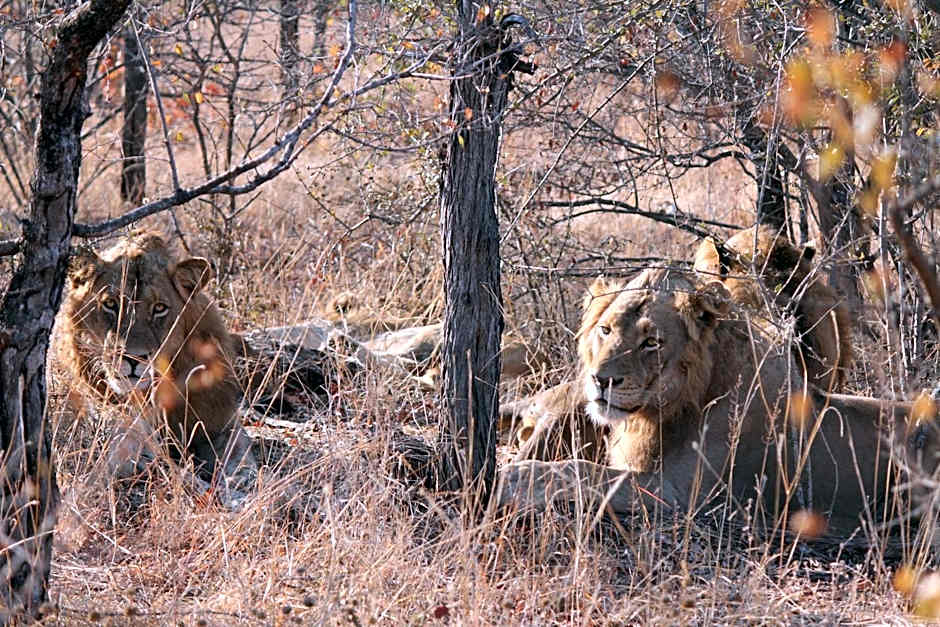 isiLimela Game Lodge