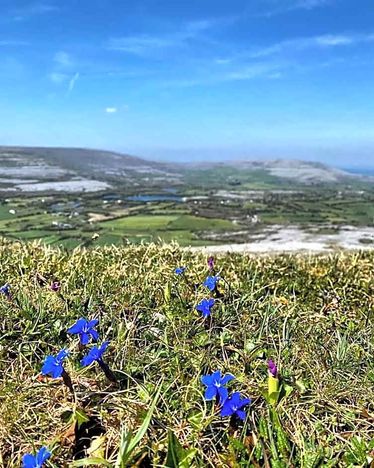 Burren Rock Farmhouse B&B