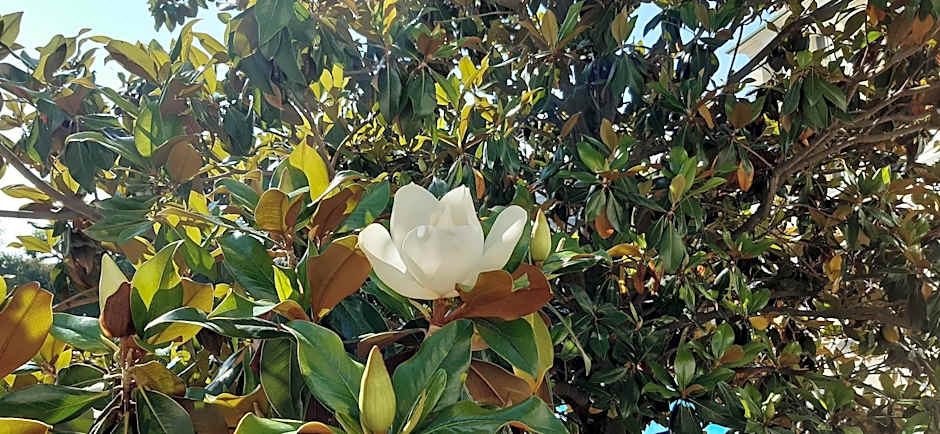 ApartComplex Splendid