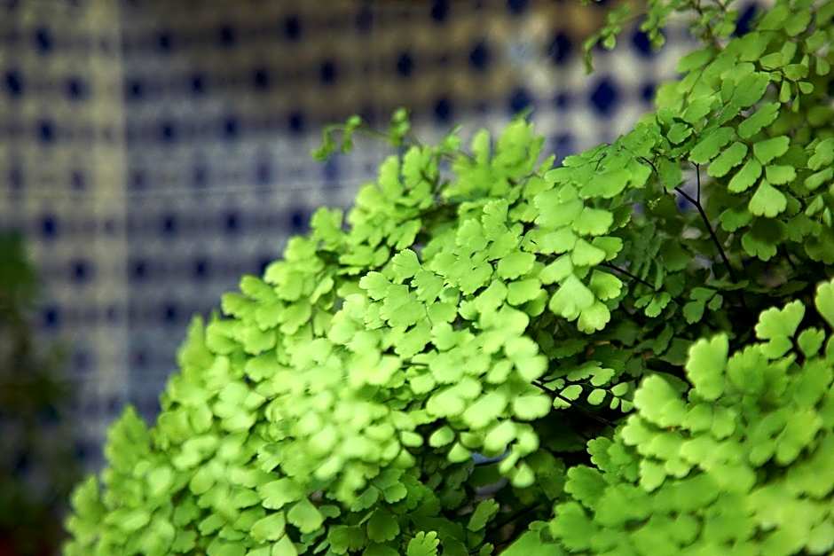 Hotel Emblemático San Agustin