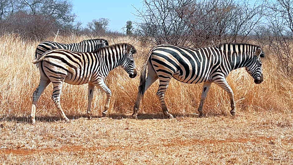 Sondela Nature Reserve & Spa Makhato Lodges