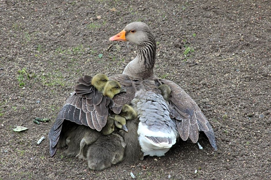 Marshlands Lakeside Nature Retreat