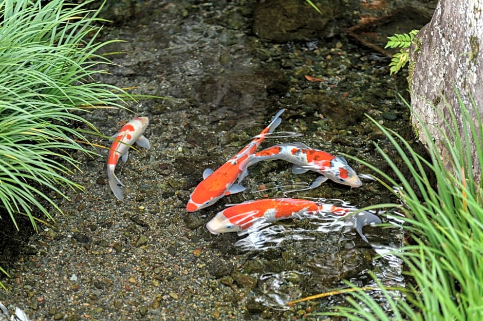 Yufuin Onsen Ryokan Mebaeso