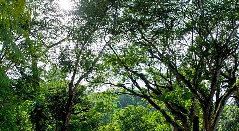 Flora Creek Chiang Mai