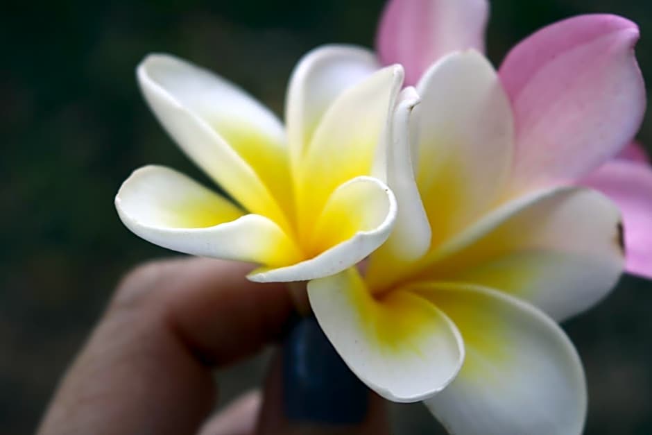 Silk Pavilions Glamping