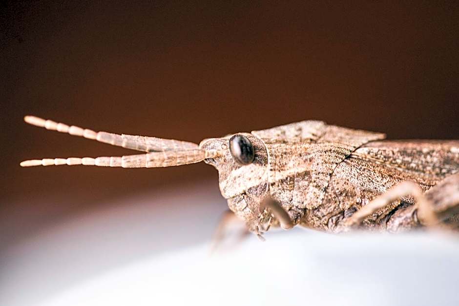 Klaserie Drift Misava