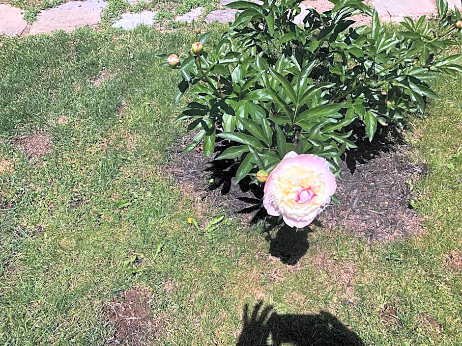 The Stella Rose B&B