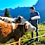 Hotel Belvedere Wellness&SPA