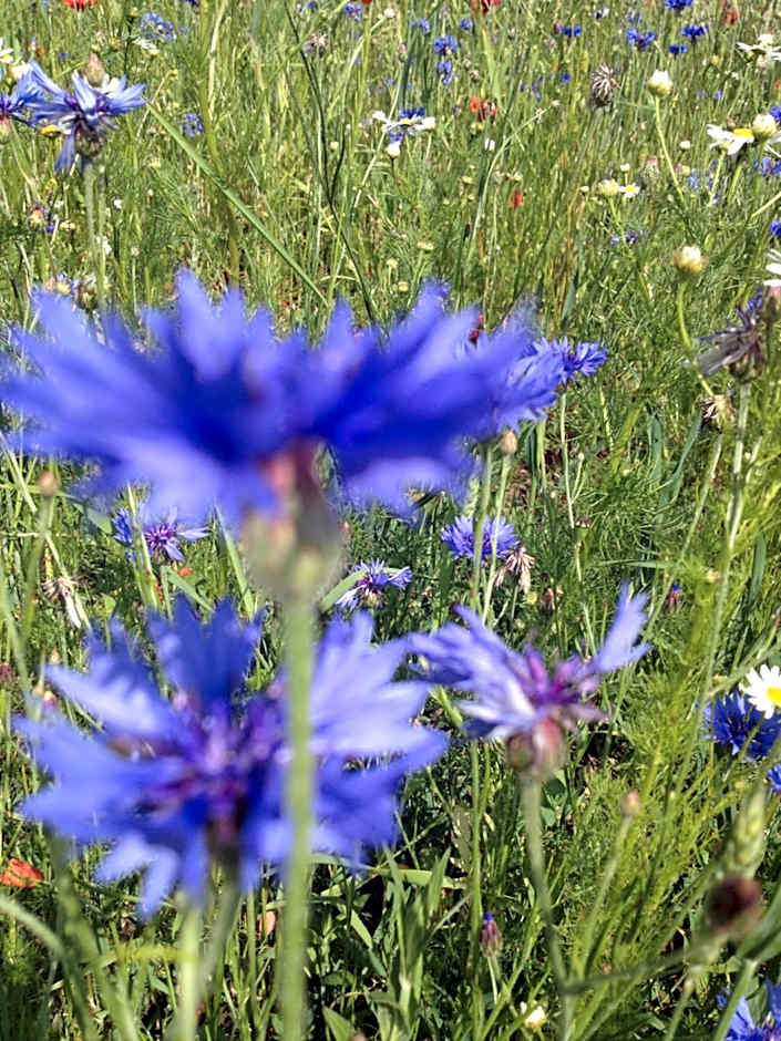 Landhotel zum Honigdieb