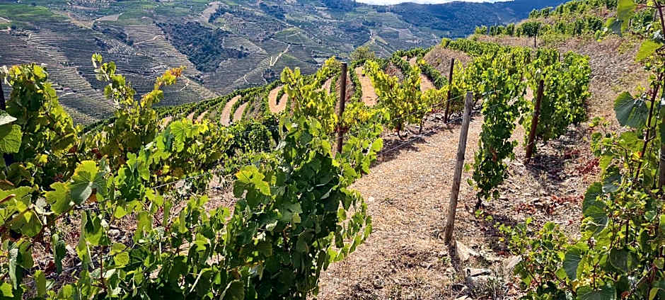 Stay at the Winemaker