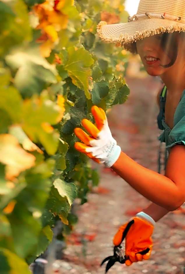 Datça Vineyard Guesthouse - Over 14 years old only