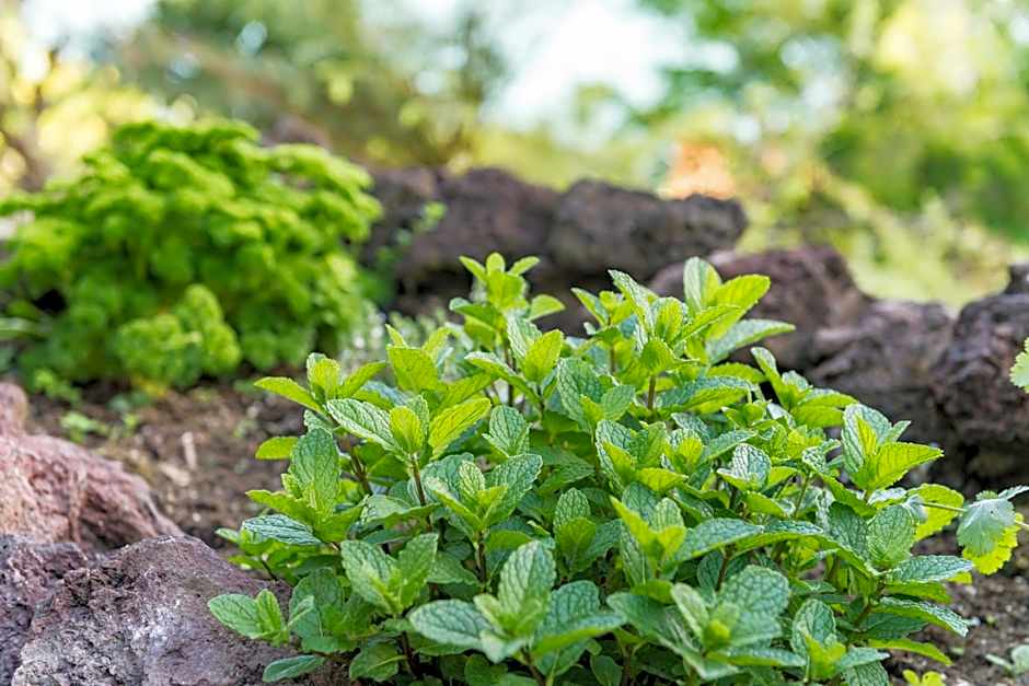 Marina Cove Bay of Islands