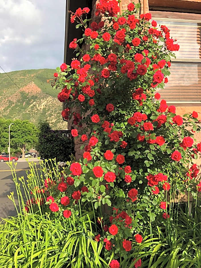 Glenwood Springs Cedar Lodge
