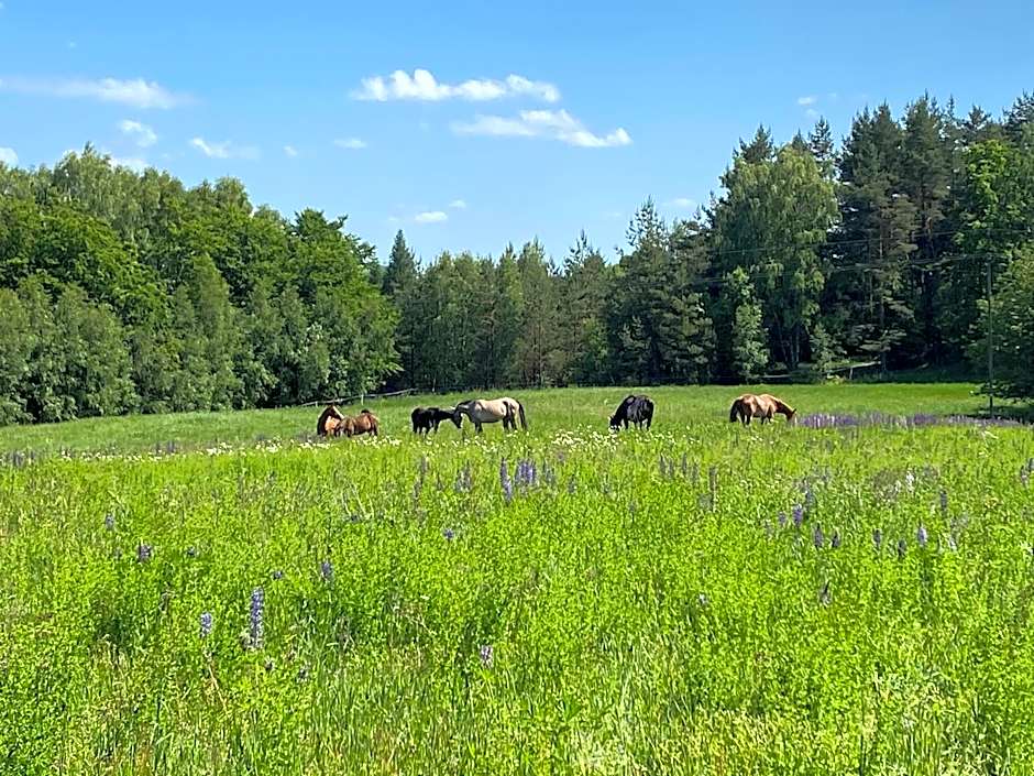 Koziula - Domki i Leśne SPA na Kaszubach