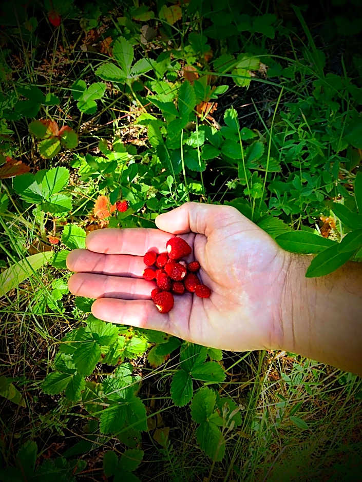 Auberge Saint Antoine