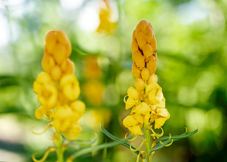 Ocean Green Eco Lodge