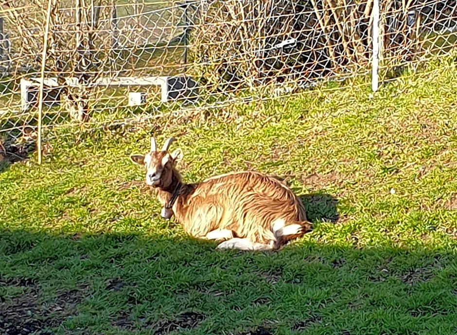 Erlebnisland Grizzlybär