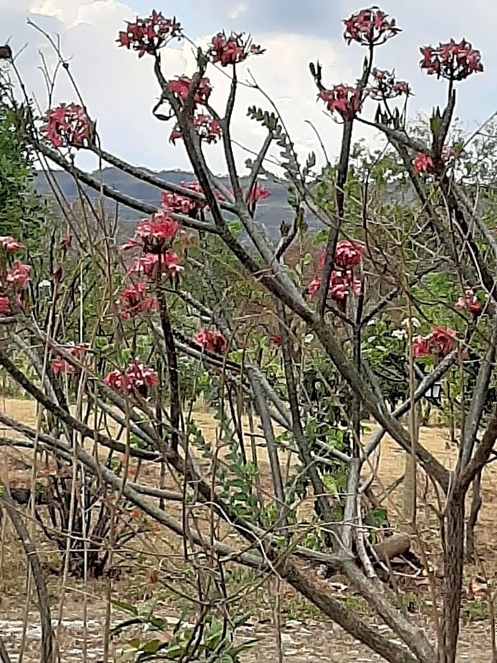 Estância Morro Do Frota