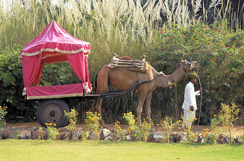 Clarks Safari Pushkar