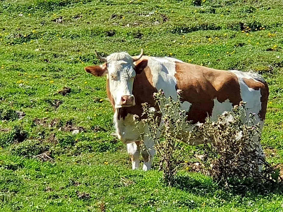 Boutique Hotel Alpenhof