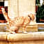 Garden Living - Boutique Hotel