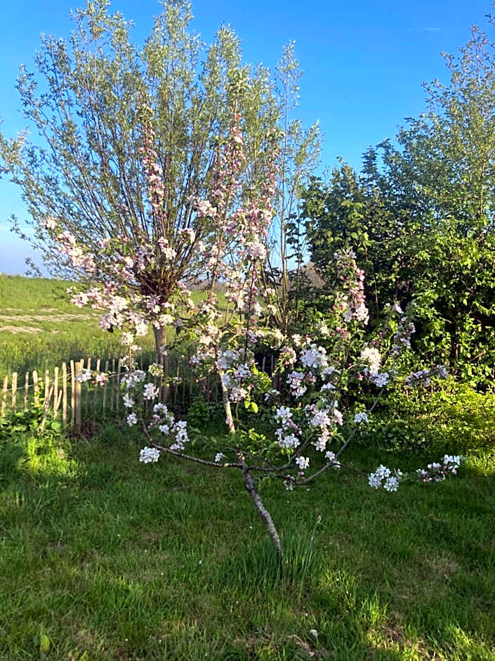 Rosa's zonnige huisje bij duinen bos en strand