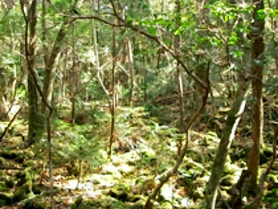 Shoji Mount Hotel - Vacation STAY 78001v