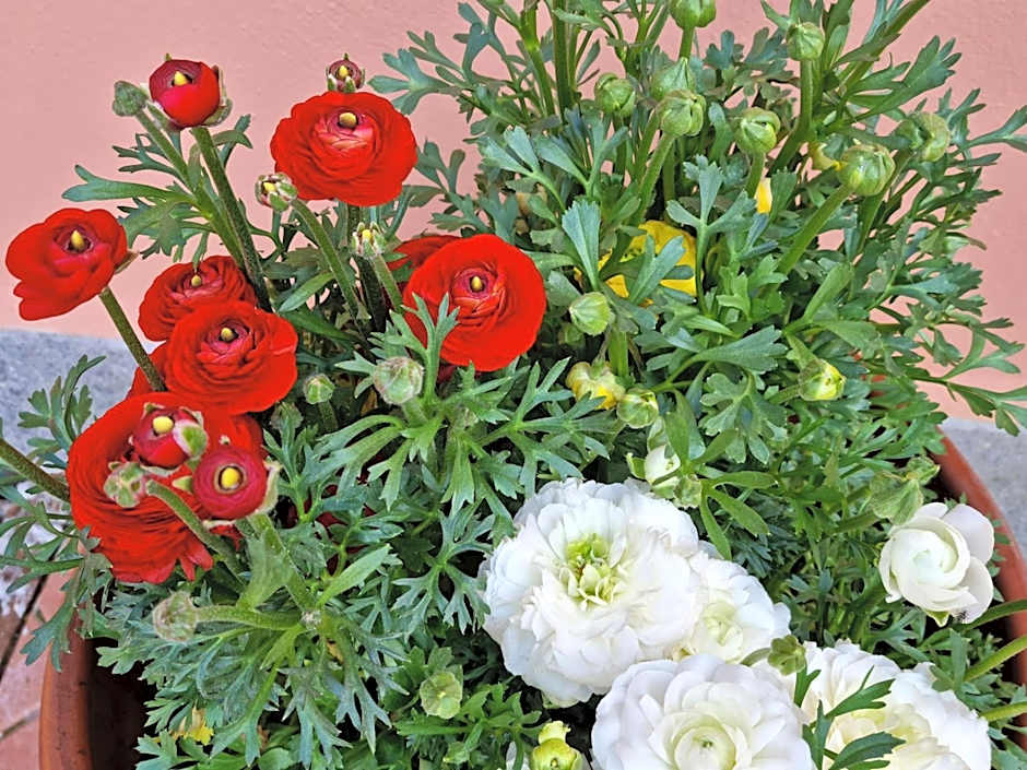 Il Casale nel Parco Guesthouse