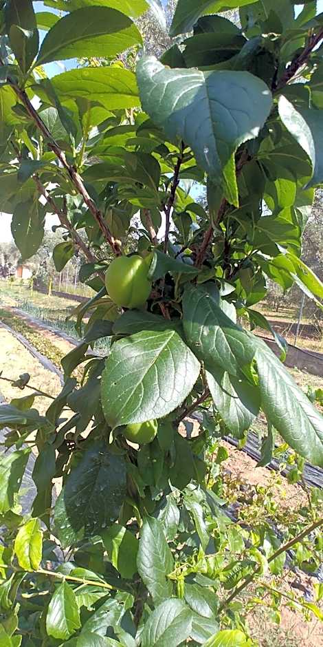 La Piana degli Ulivi