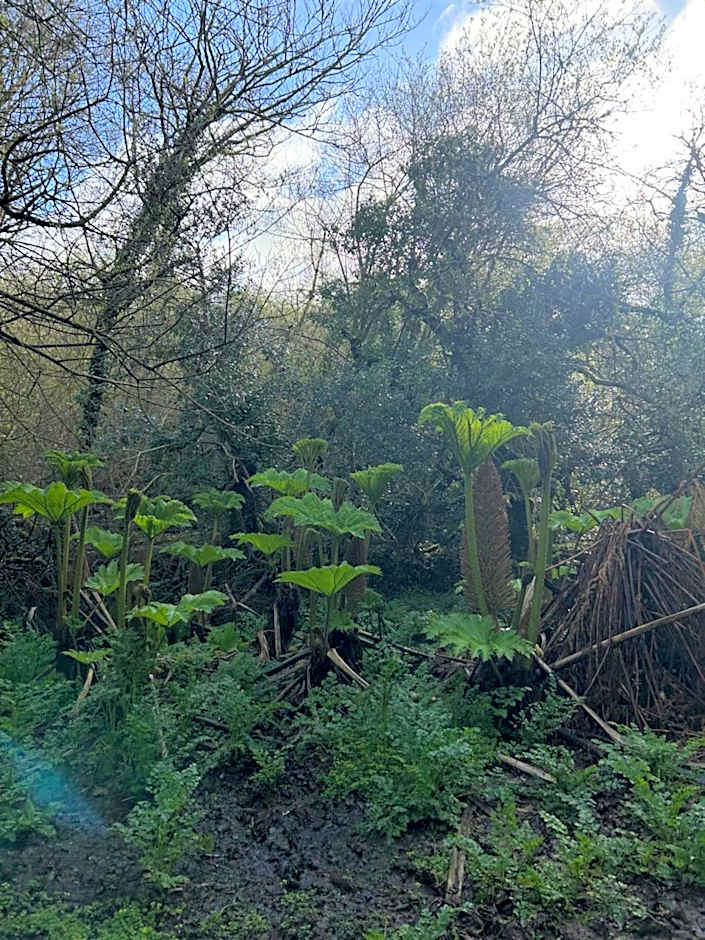 Trengilly Wartha Inn