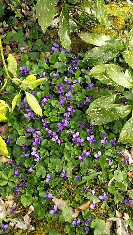 Mobile home Slapnica u Parku prirode Žumberak