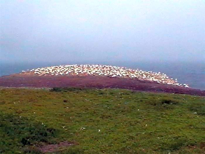 Cape Nelson Lighthouse